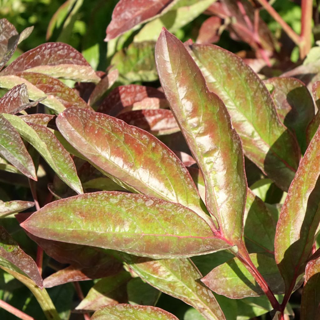 Peónia chinesa Carl G. Klehm