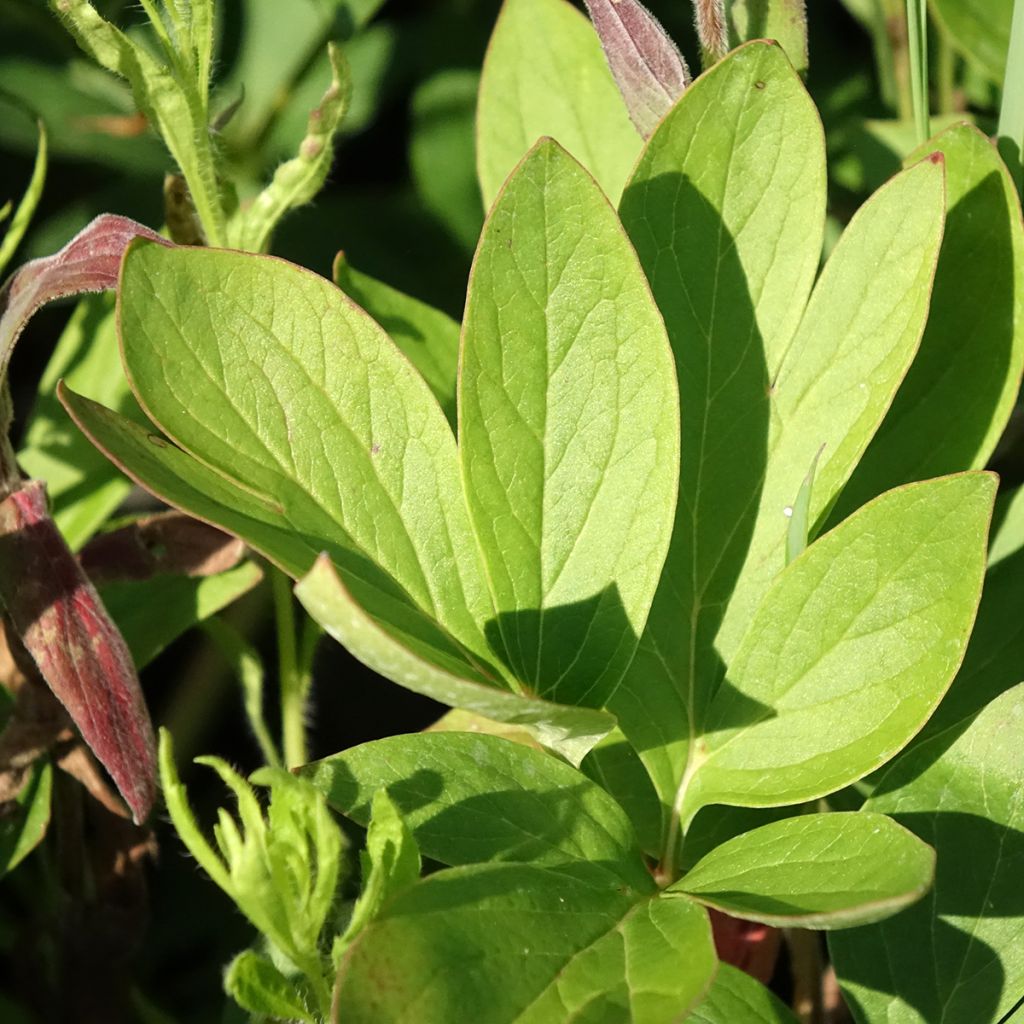 Peónia chinesa Diana Parks