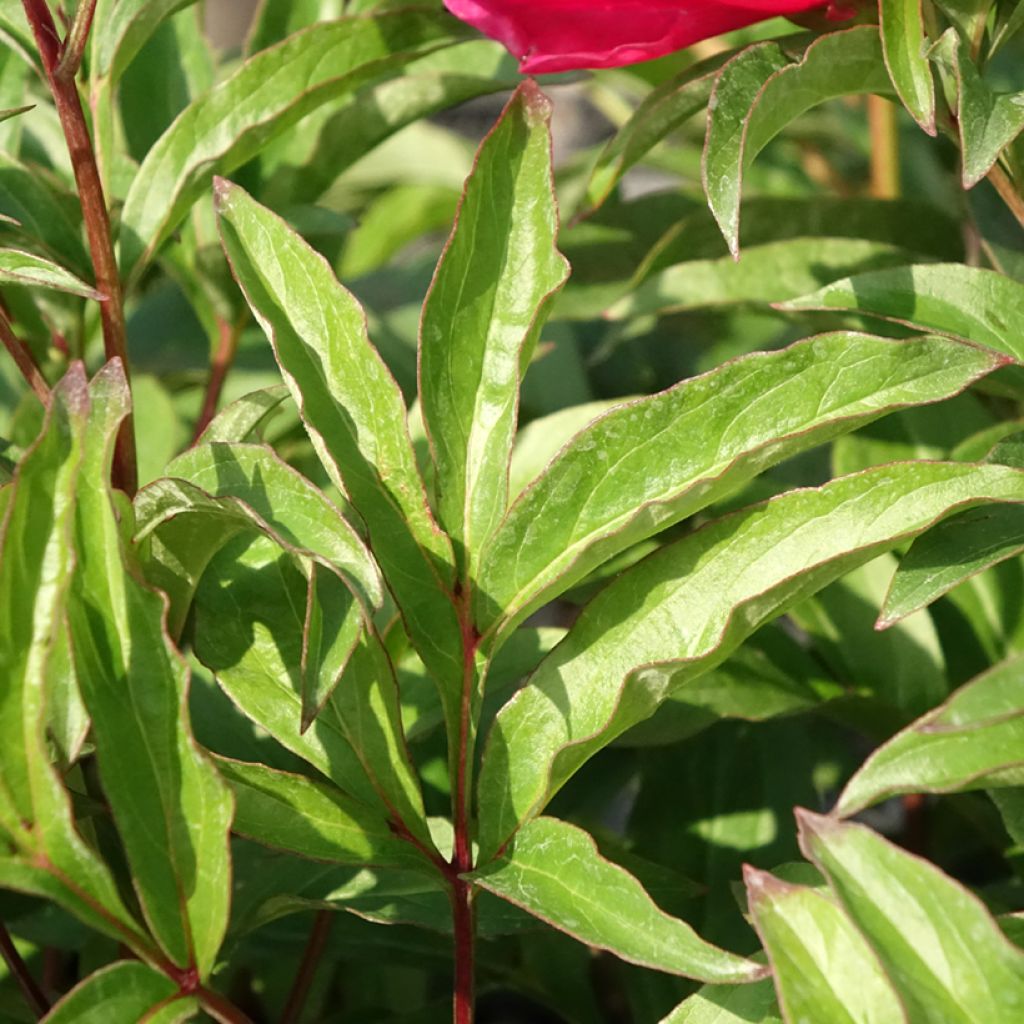 Peónia chinesa Fantastic