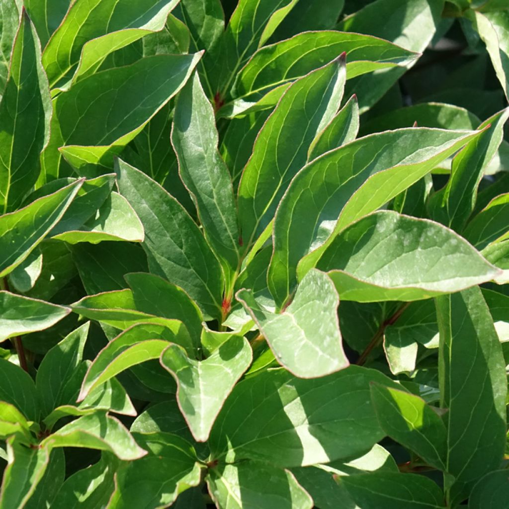 Peónia chinesa Fleur de Pêcher