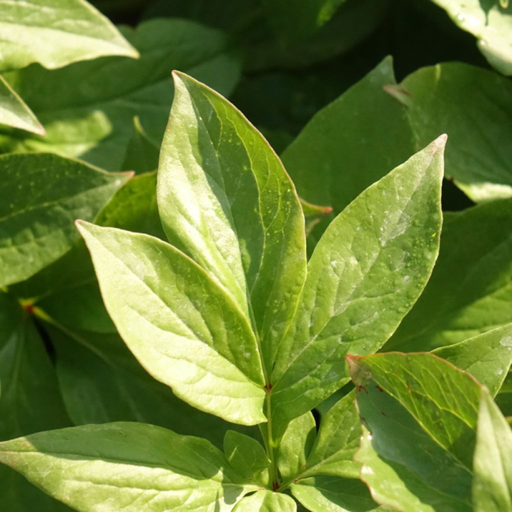 Peónia chinesa Lemon Chiffon