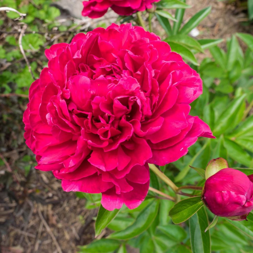 Peónia chinesa Paeonia