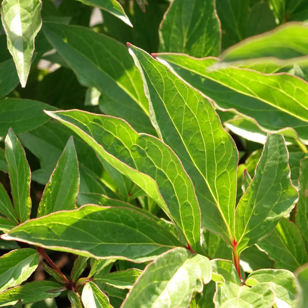 Peónia chinesa Pink Hawaiian Coral