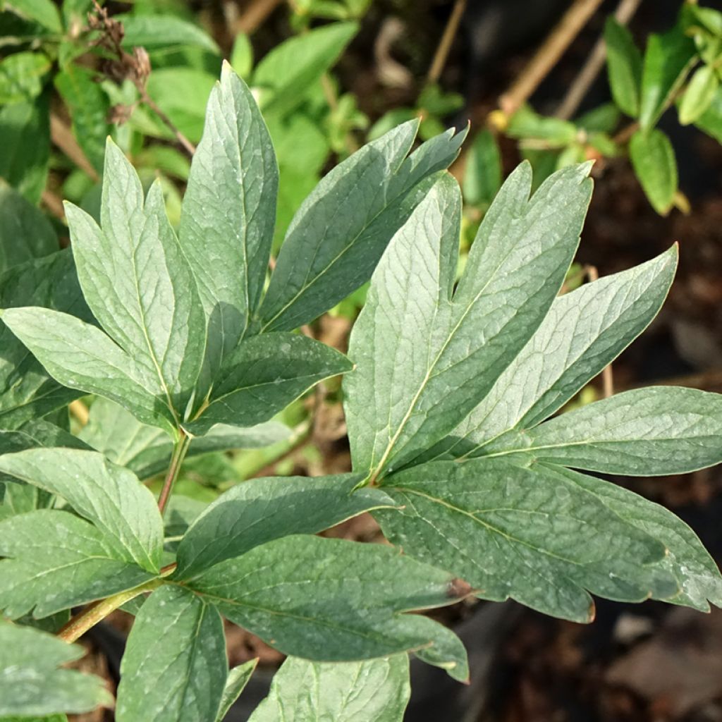 Peónia chinesa Raspberry Charm