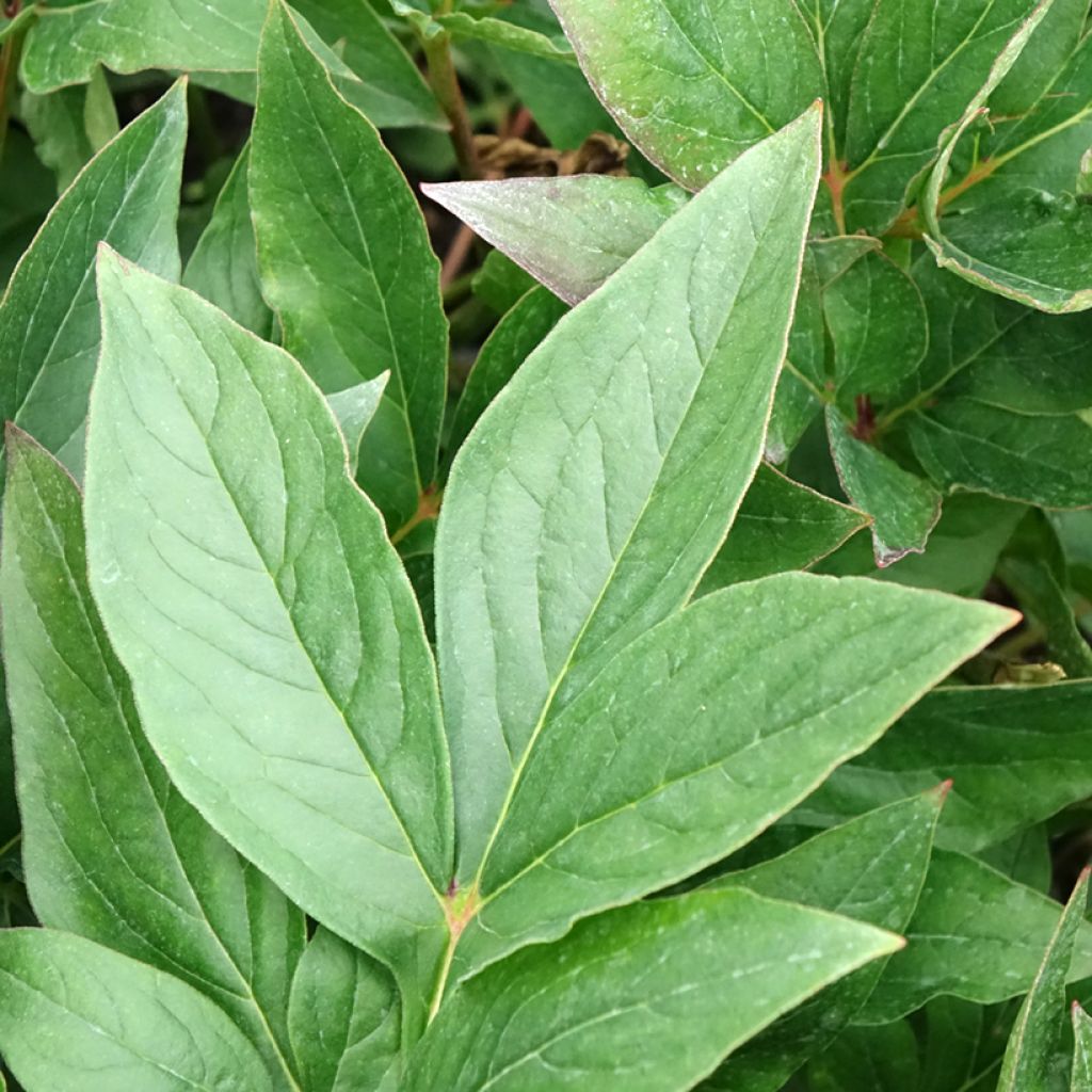 Peónia chinesa Think pink
