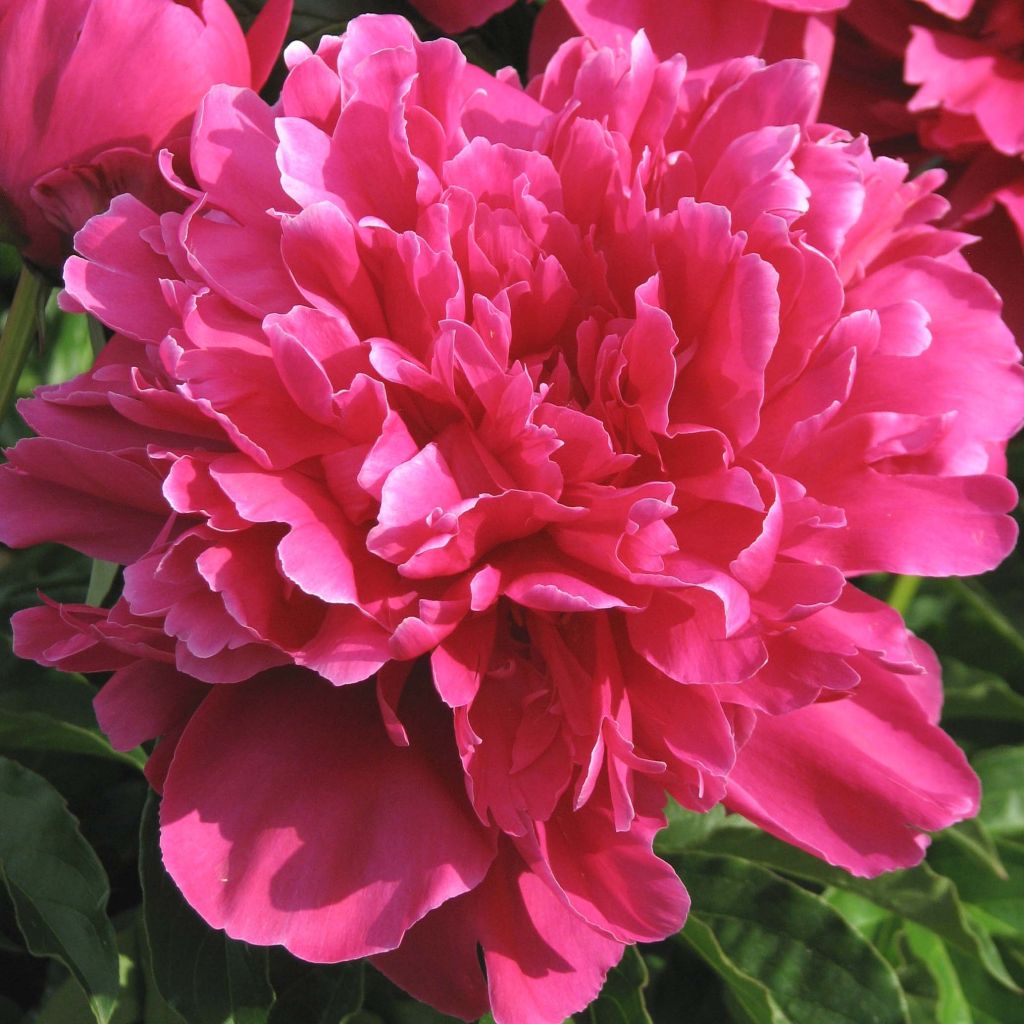 Peónia chinesa Victoire de la Marne