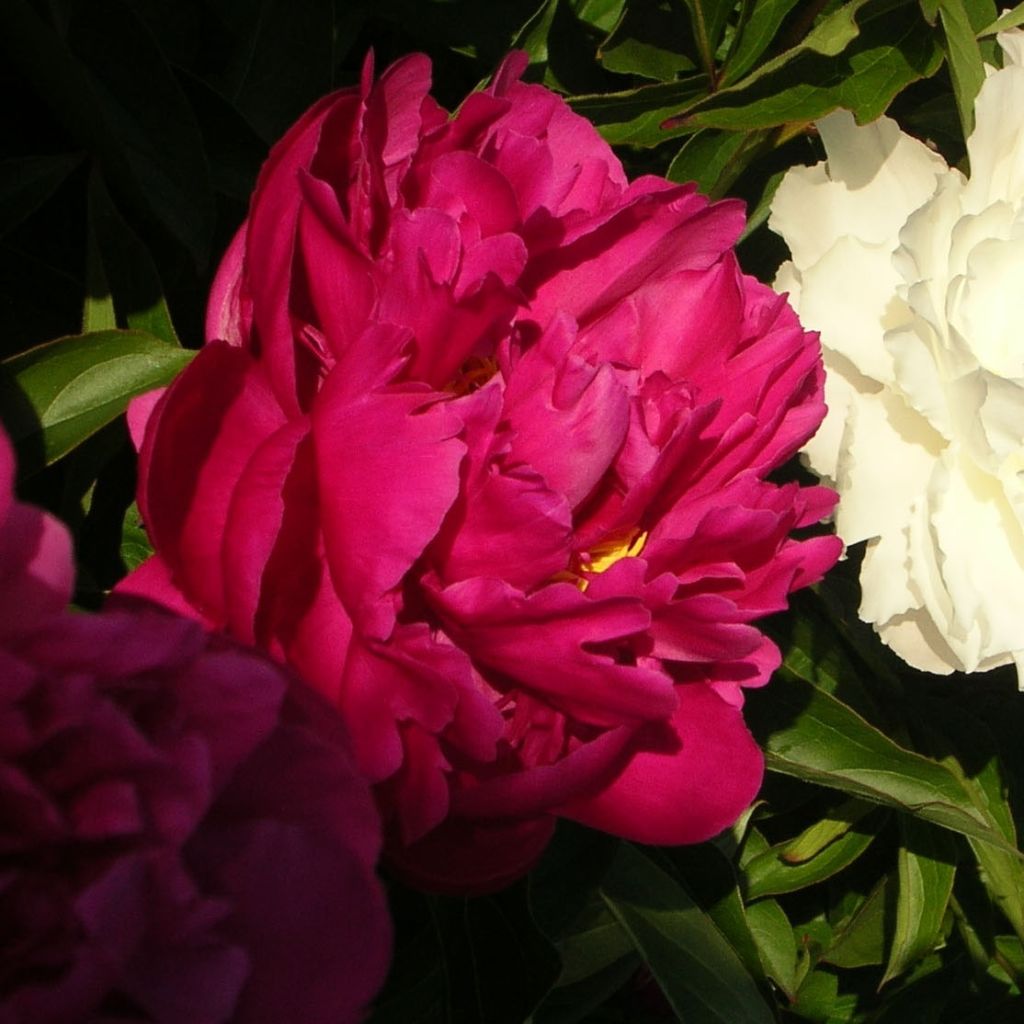 Peónia chinesa Victoire de la Marne