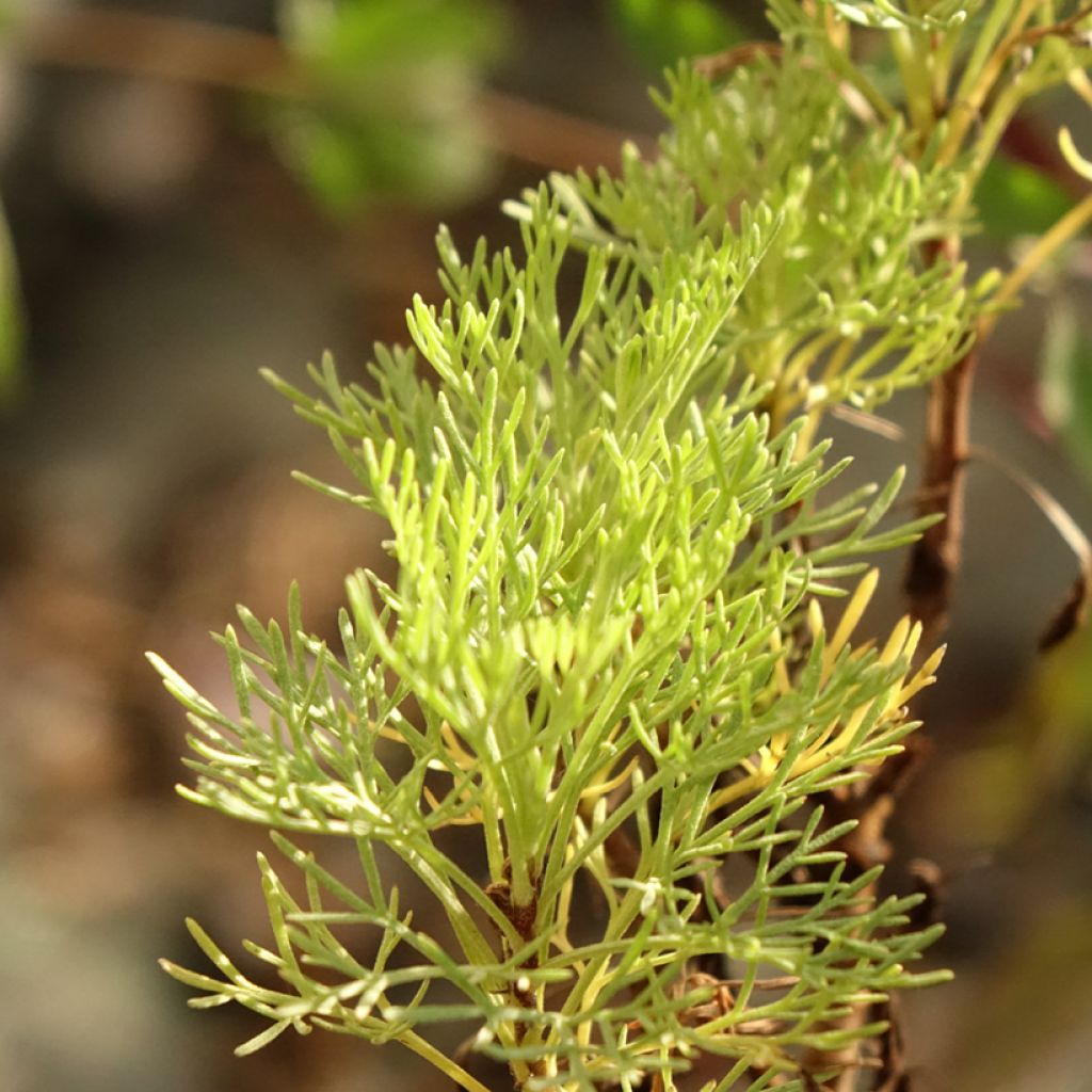 Abrótano Maritima - Artemisia abrotanum var. maritima