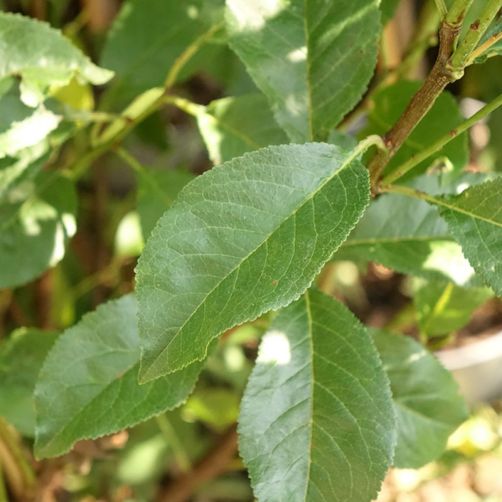 Pluot Pink Candy - Prunus Pluot®