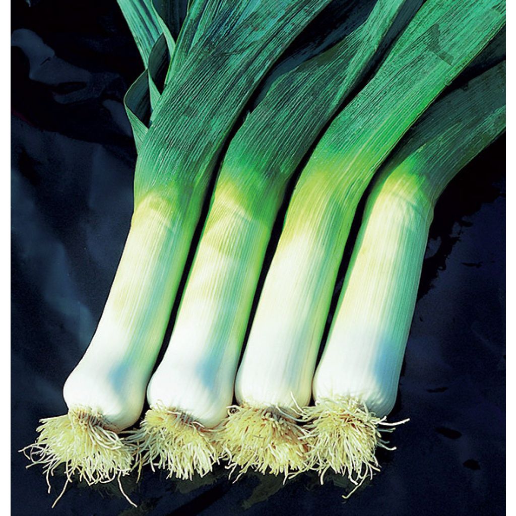 Alho francês gigante de outono 2 Hannibal Bio