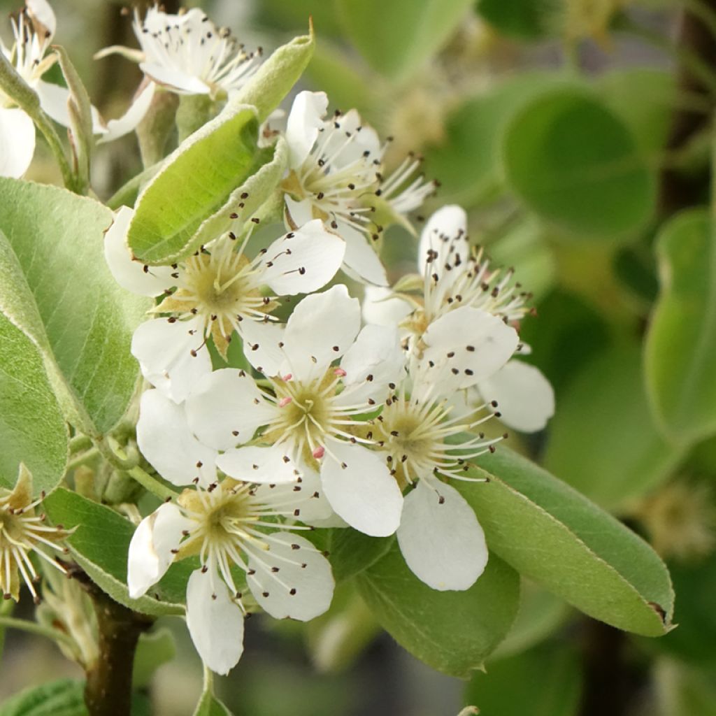 Pereira Condessa de Paris - Georges Delbard