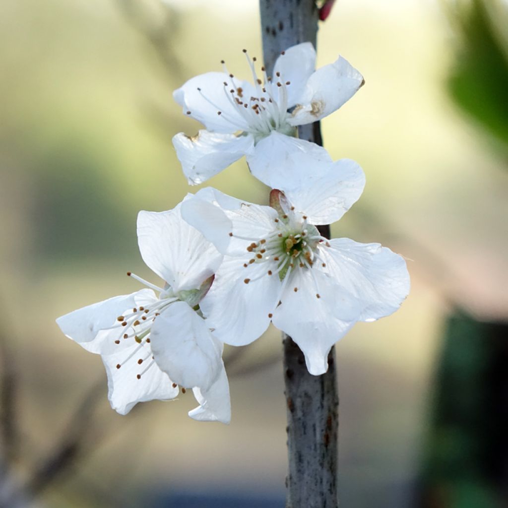 Pereira Doyenné du Comice - Pyrus communis