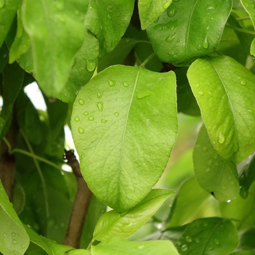 Pereira Duo Conference e Williams - Pyrus communis