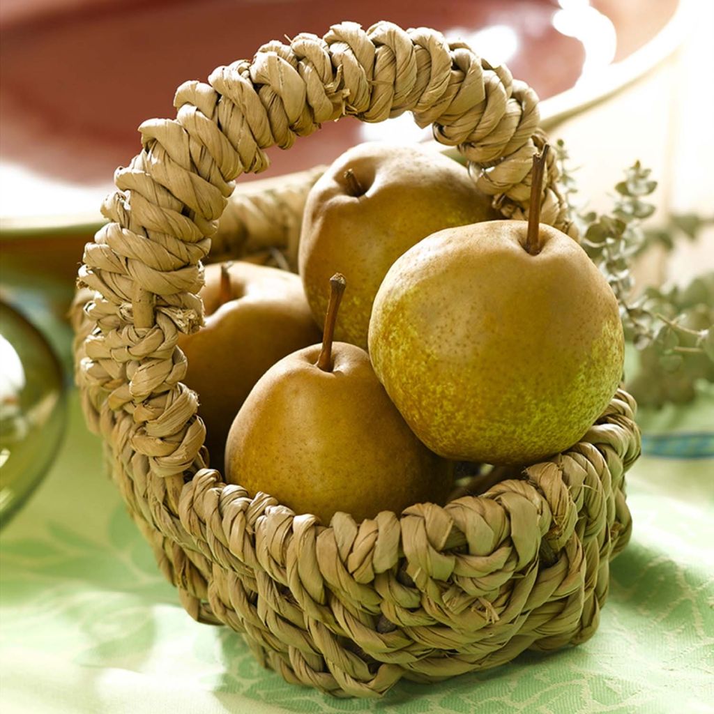 Pereira-anã Delbard dAutomne Georges Delbard - Pyrus communis