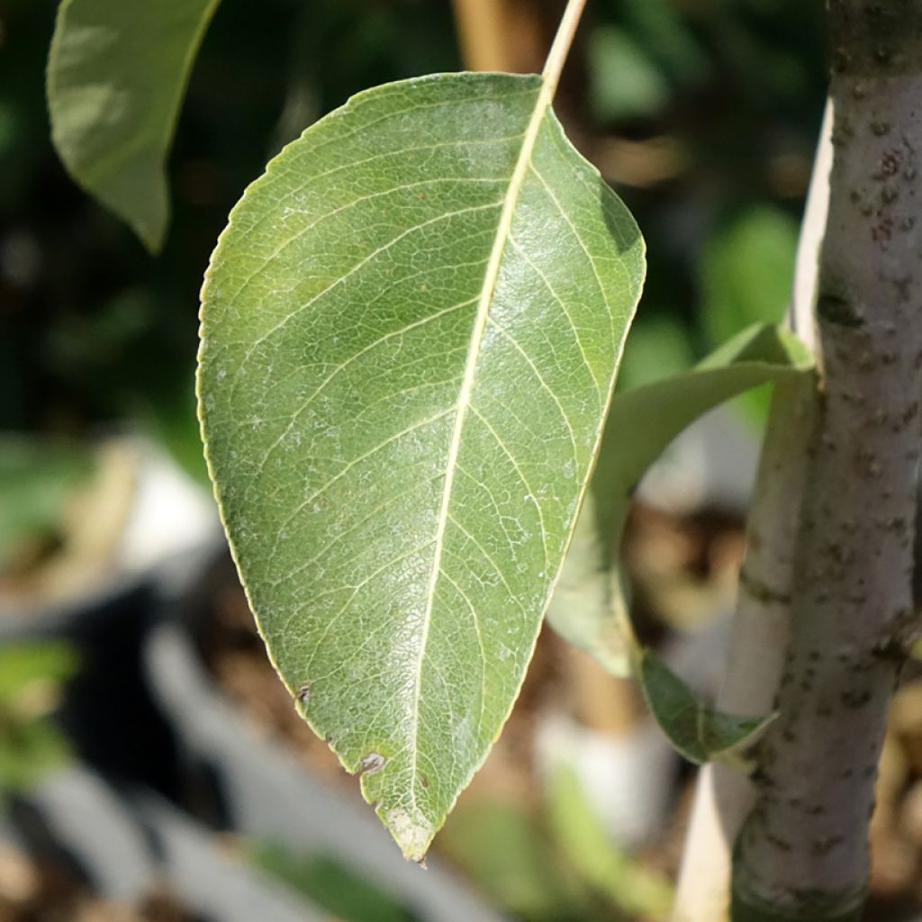 Pereira anã Fruit Me Pear Me Conference - Pyrus communis