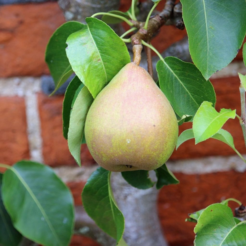 Pereira Doyenné du Comice - Pyrus communis