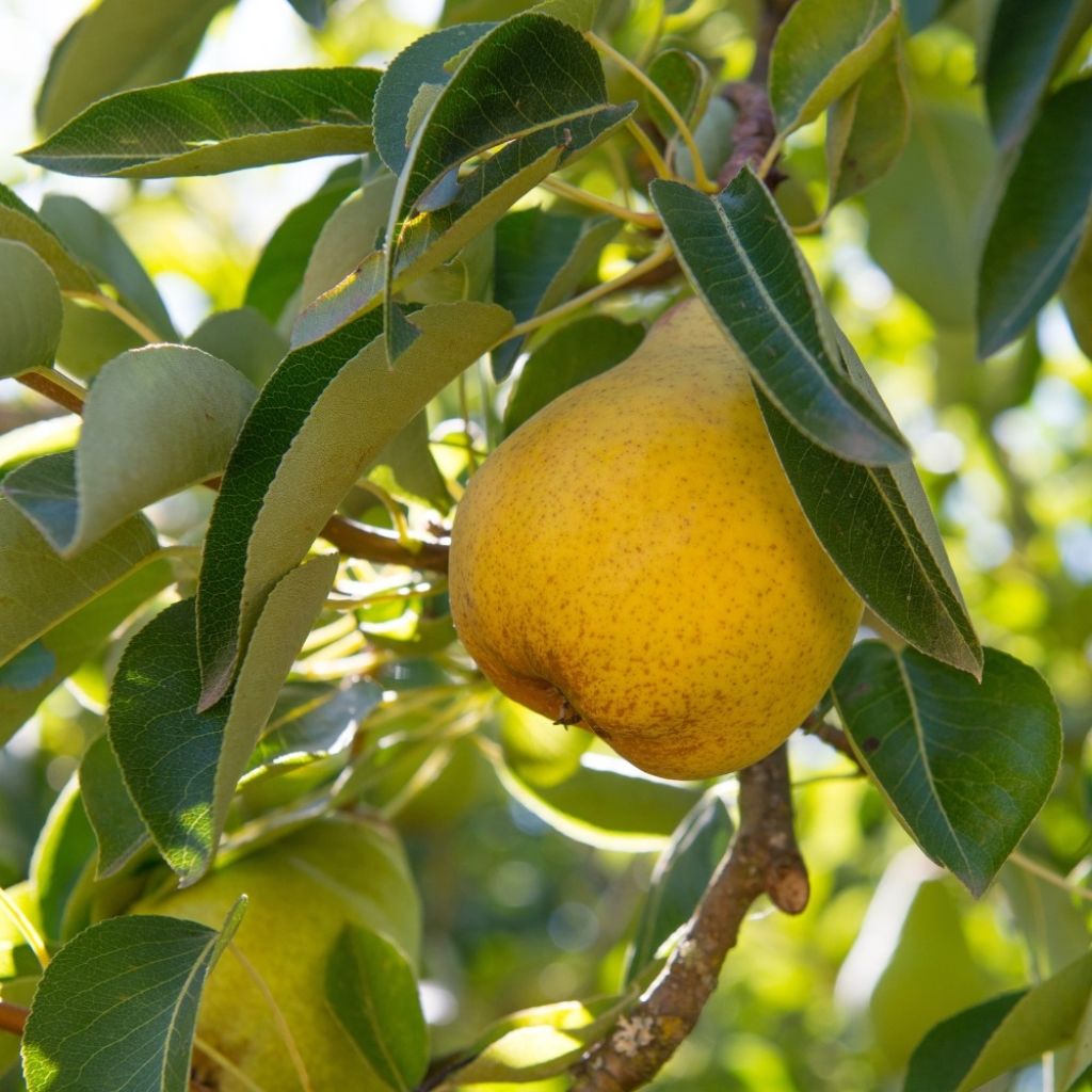 Pereira Williams - Pyrus communis