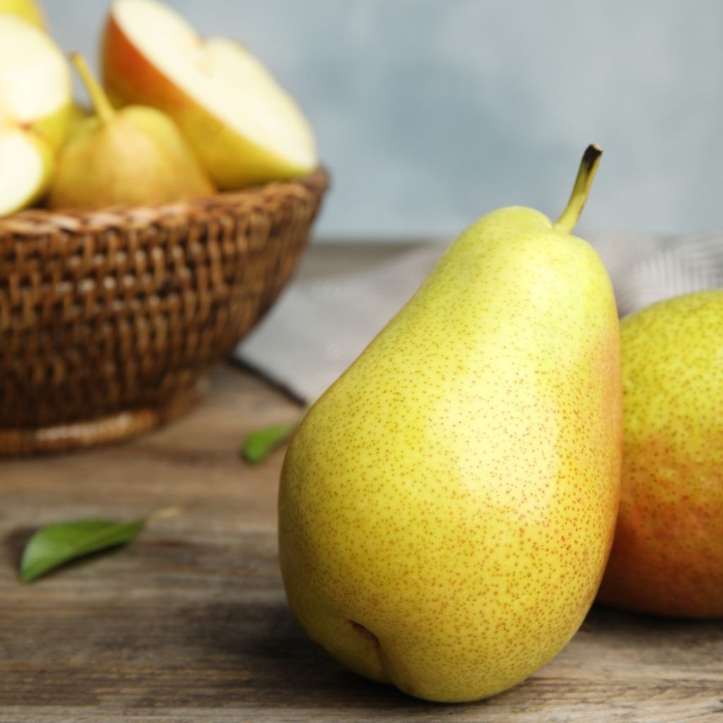 Pereira Williams - Pyrus communis