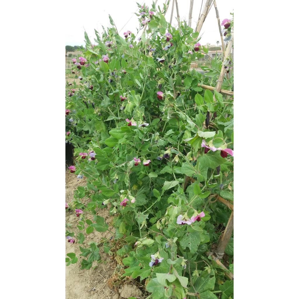 Ervilha trepadora Blauwschokker com vagens roxas