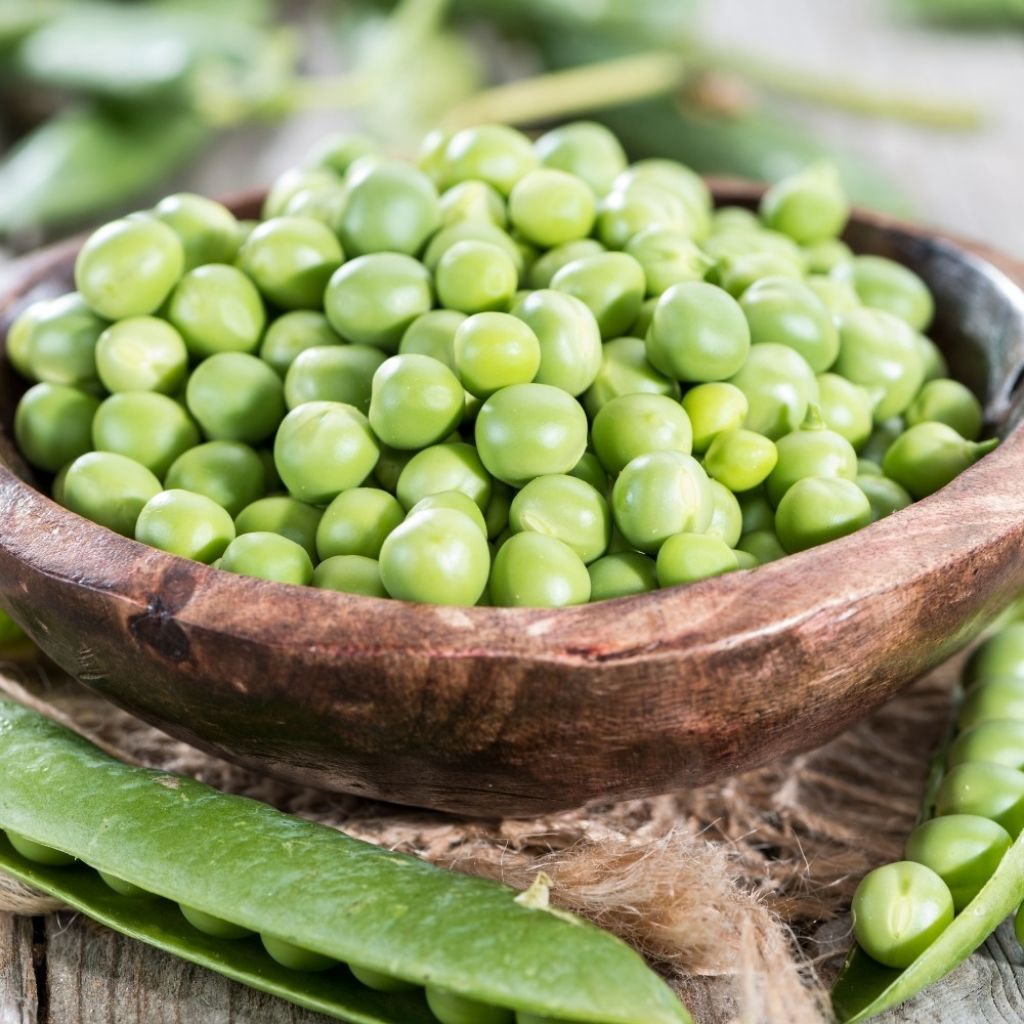 Ervilha anã Petit Provençais (grãos redondos)