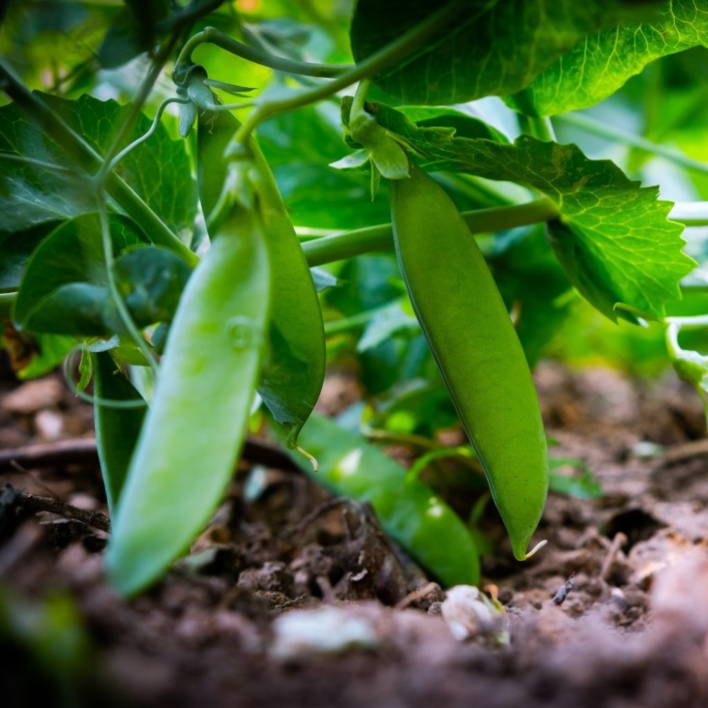 Ervilha semi-trepadeira