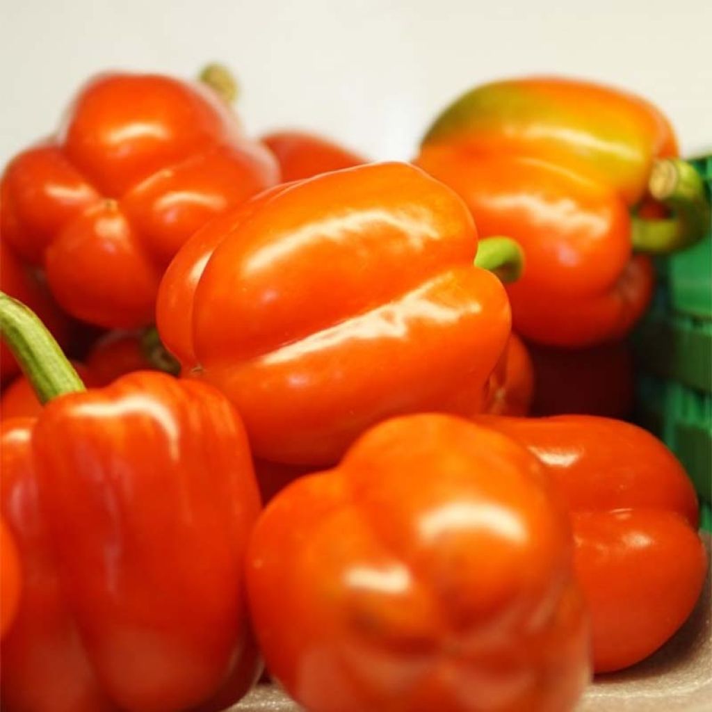 Pimento Laranja Gourmet F1