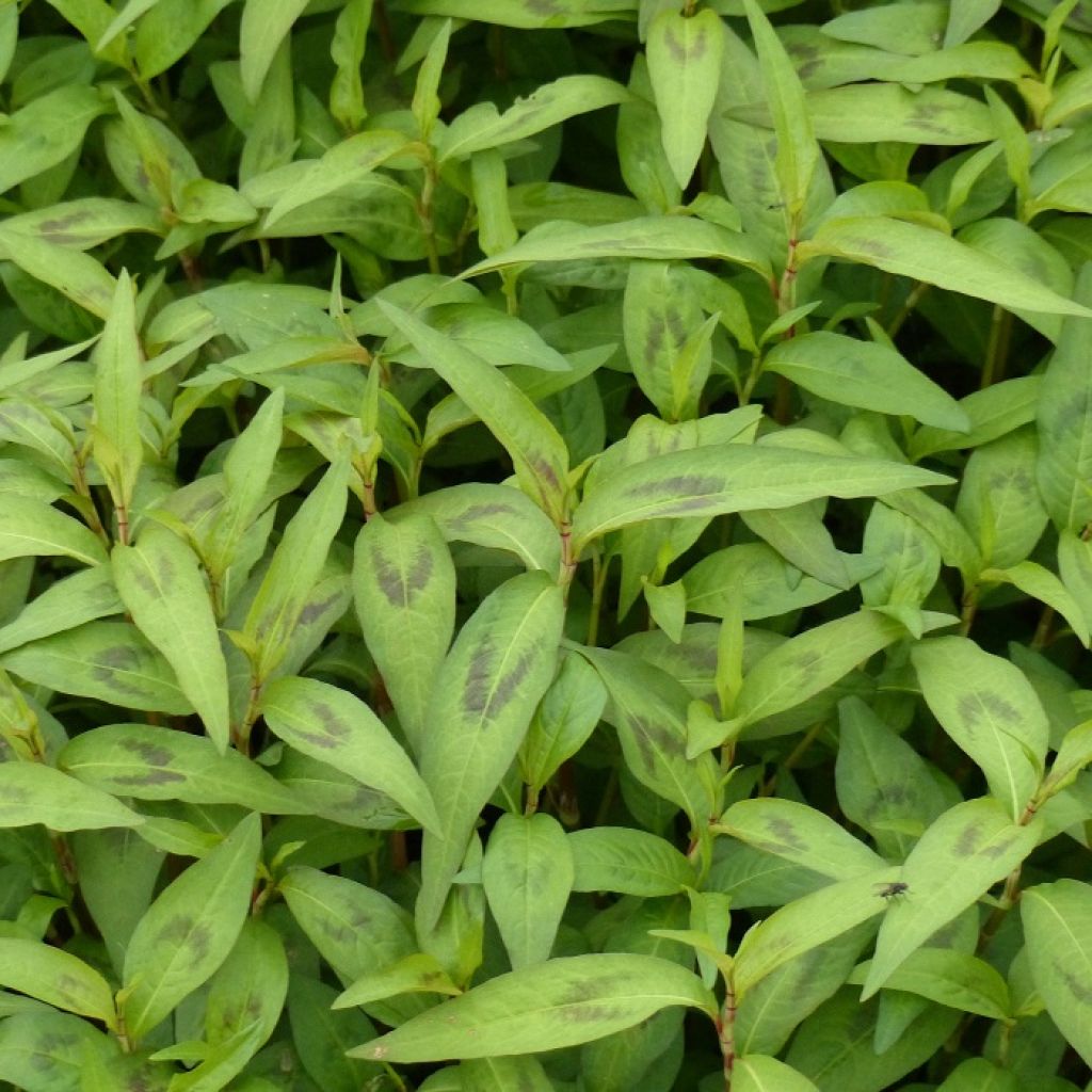 Hortelã-vietnamita - Polygonum odoratum