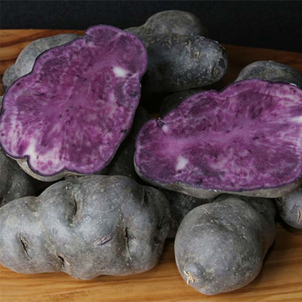 Batatas Vitelotte