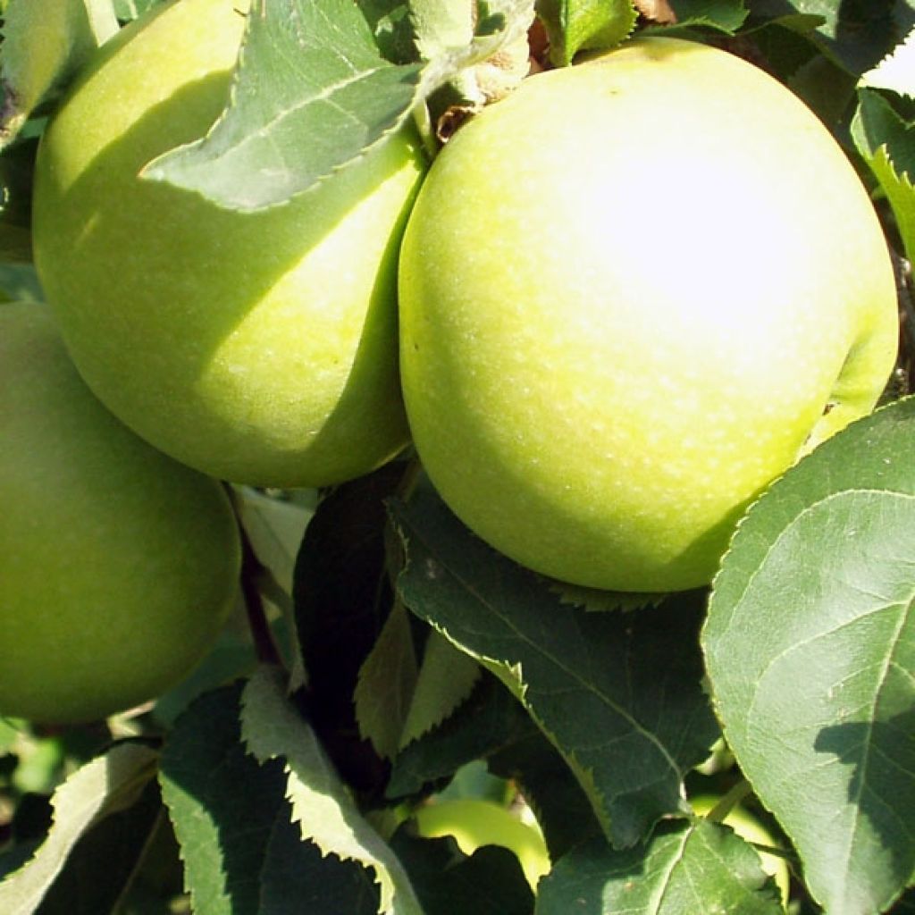 Macieira Golden Delicious - Malus domestica