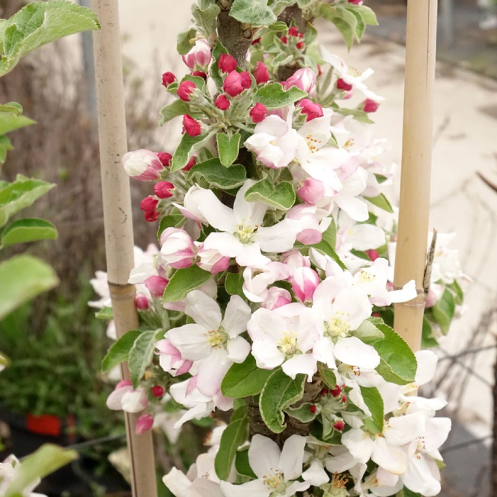 Macieira Rhapsodie - Malus domestica