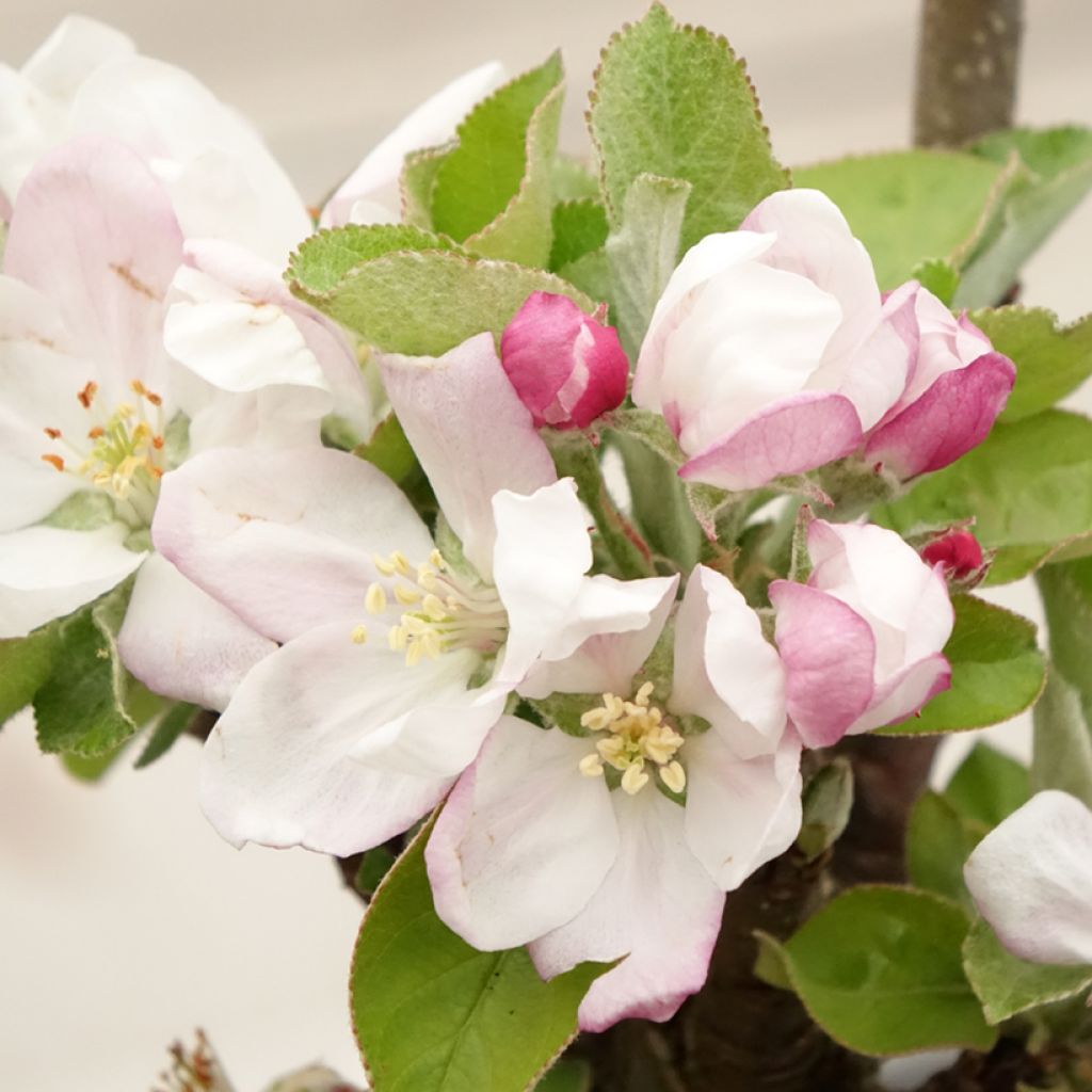 Macieira Rhapsodie - Malus domestica