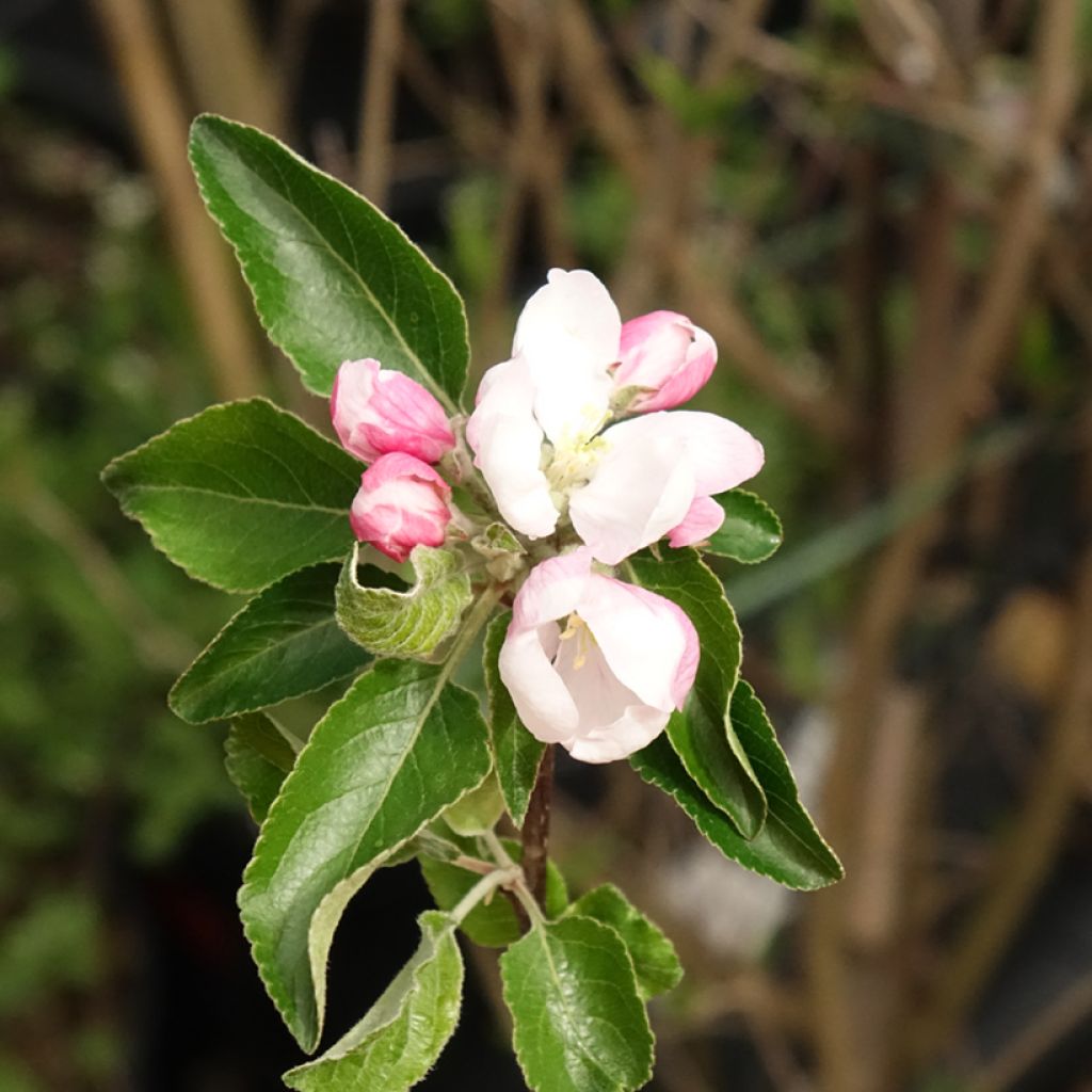 Macieira Coxs Orange Pippin - Malus domestica