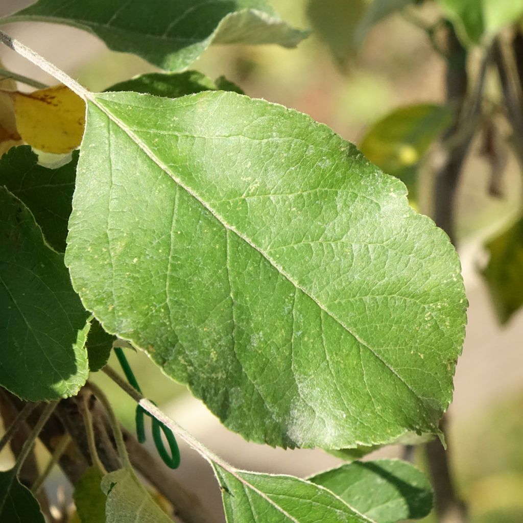 Macieira Cybèle Georges Delbard - Malus domestica