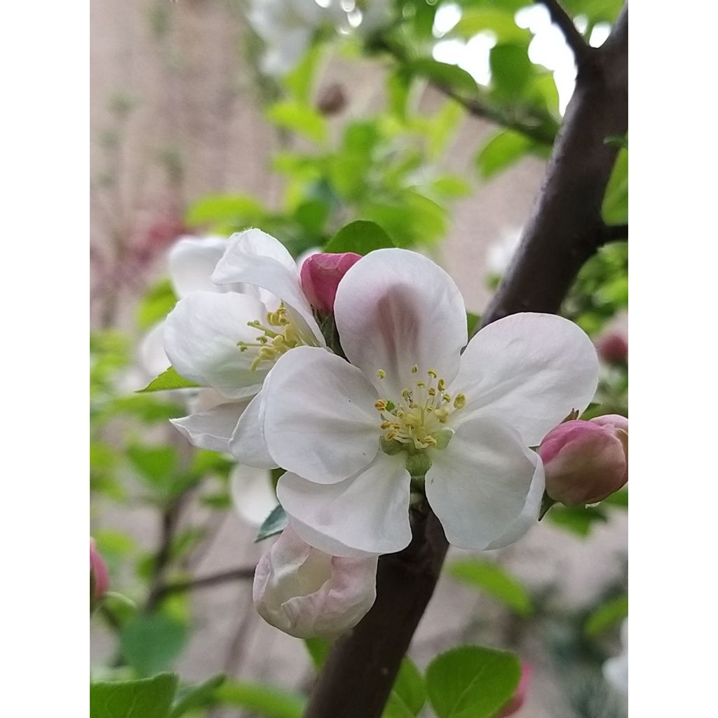 Malus Evereste Perpetu