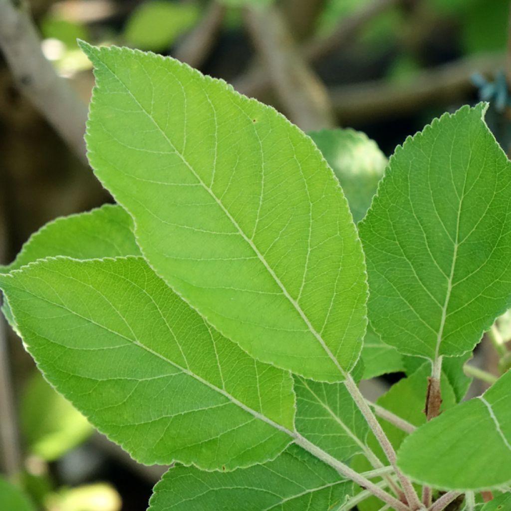 Macieira James Grieve - Malus domestica
