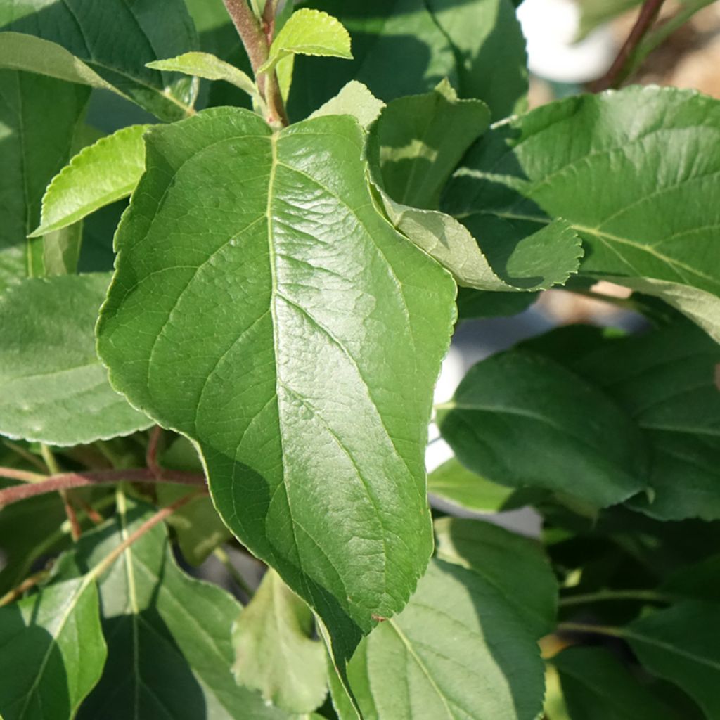 Macieira anã Fruit Me Apple Me Yellow Golden autofértil - Malus domestica