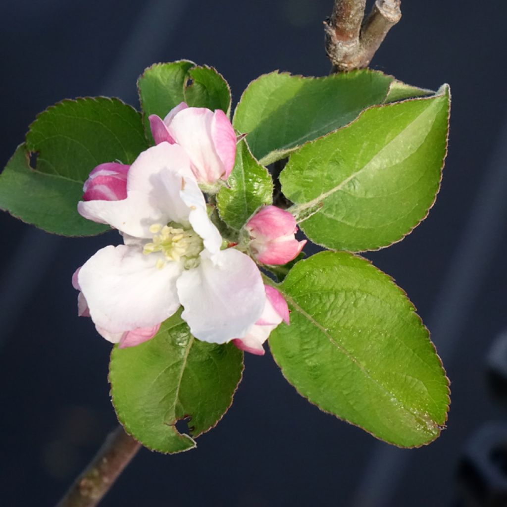Macieira Reinette Branca do Canadá - Malus domestica