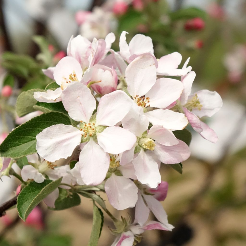 Macieira Reinette de Caux - Malus domestica