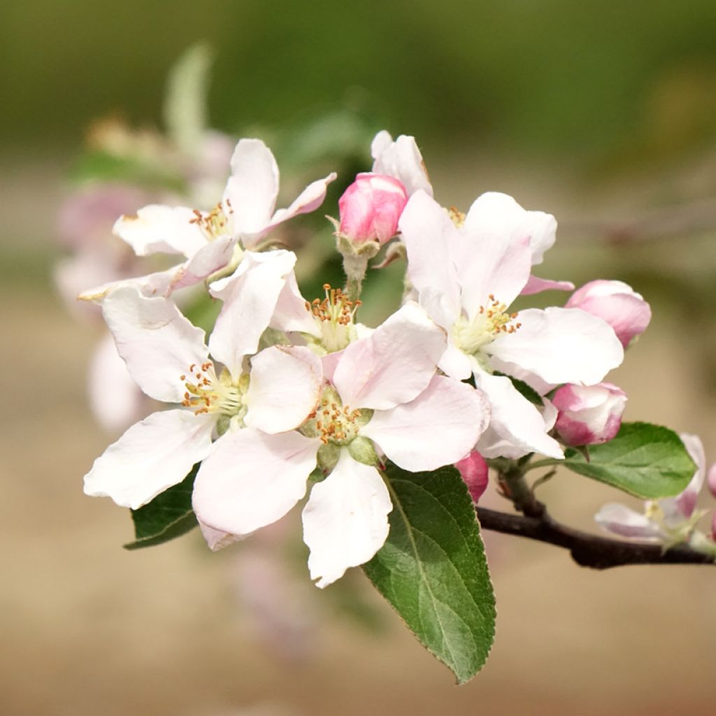 Macieira Reinette de Caux - Malus domestica