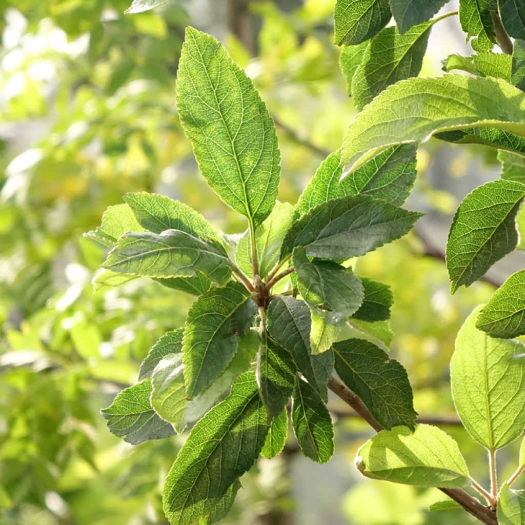 Macieira Delbardivine Georges Delbard - Malus domestica