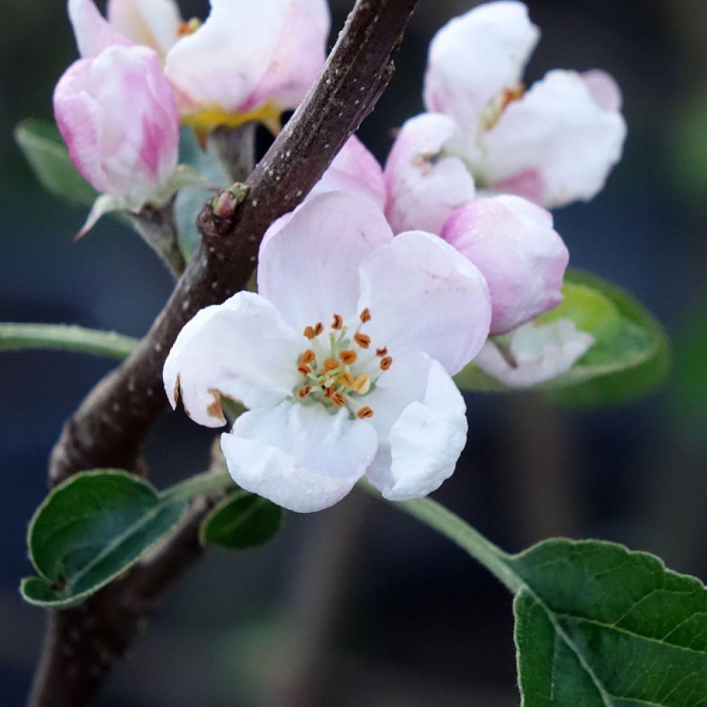 Macieira Winter Banana - Malus domestica