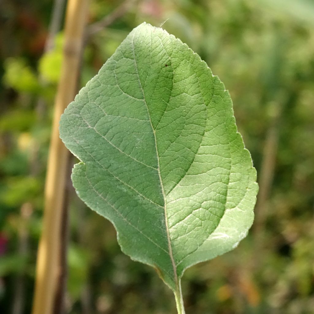 Macieira Złotka Kwidzyńska - Malus domestica