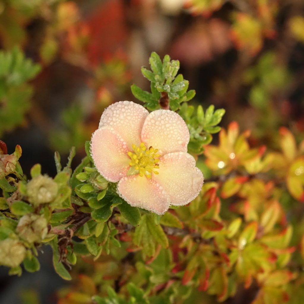 Potentilla fruticosa Glamour Girl