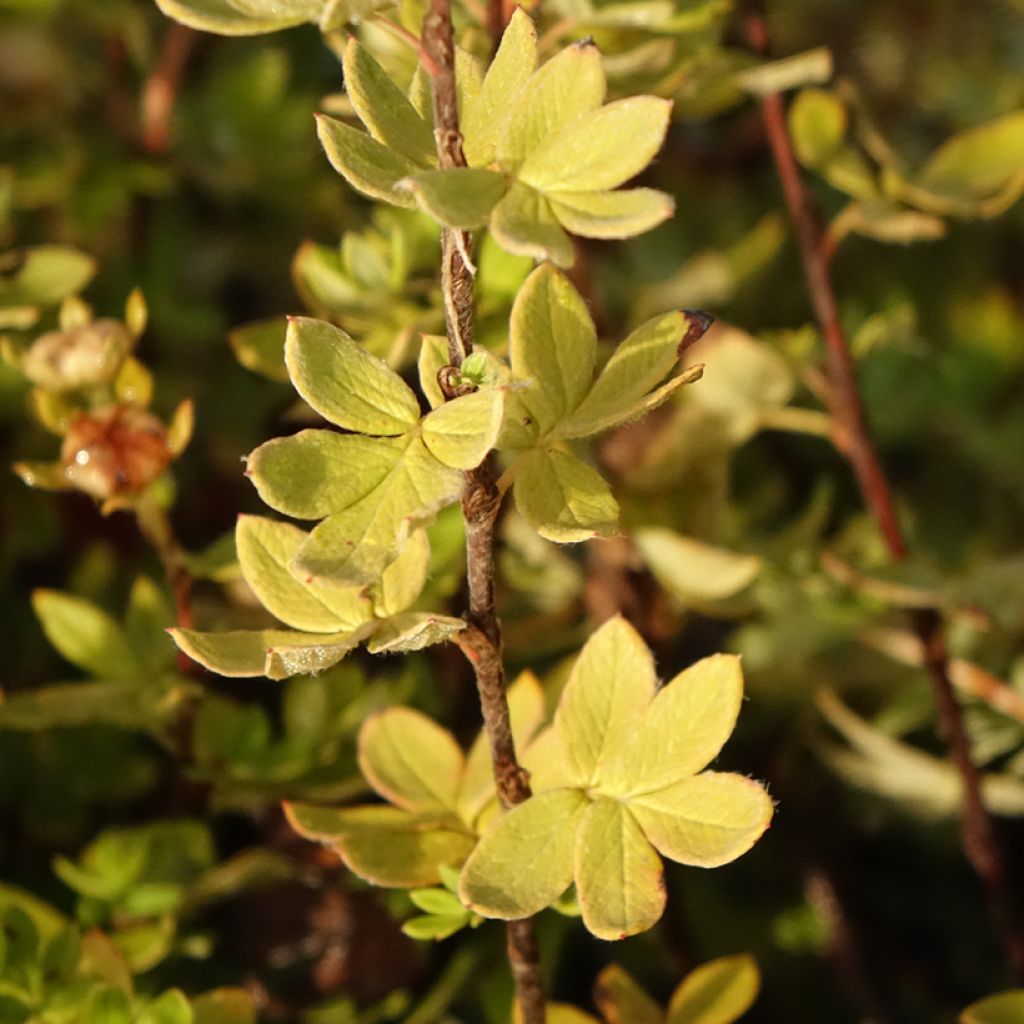 Potentilla fruticosa Creme Brulée
