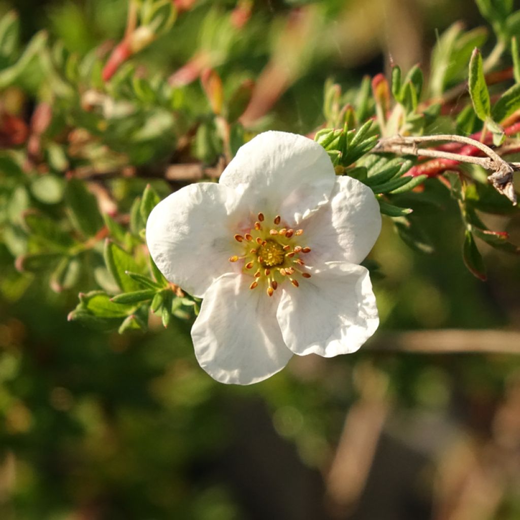 Potentilla fruticosa Princess Pink Queen