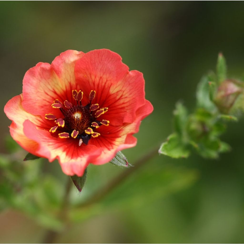 Potentilla nepalensis Miss Willmott