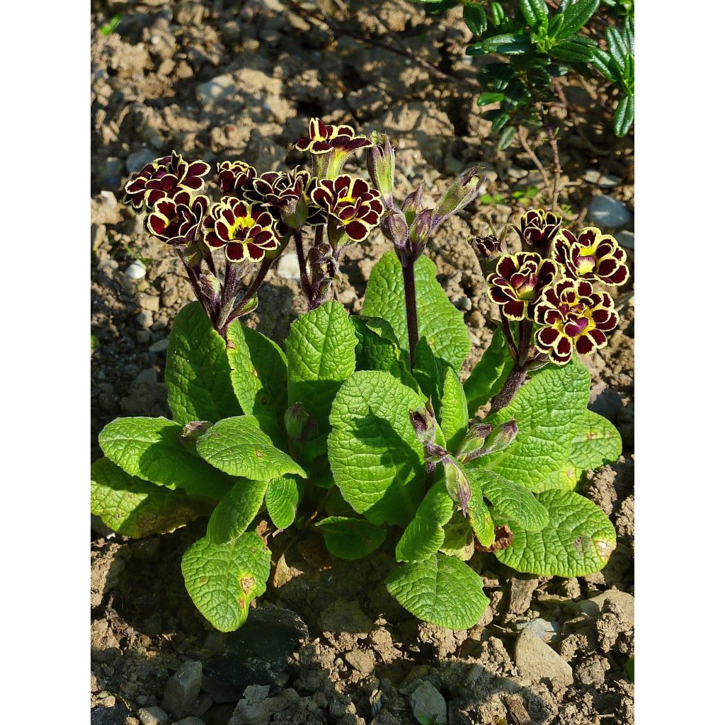 Primavera Elizabeth Killelay