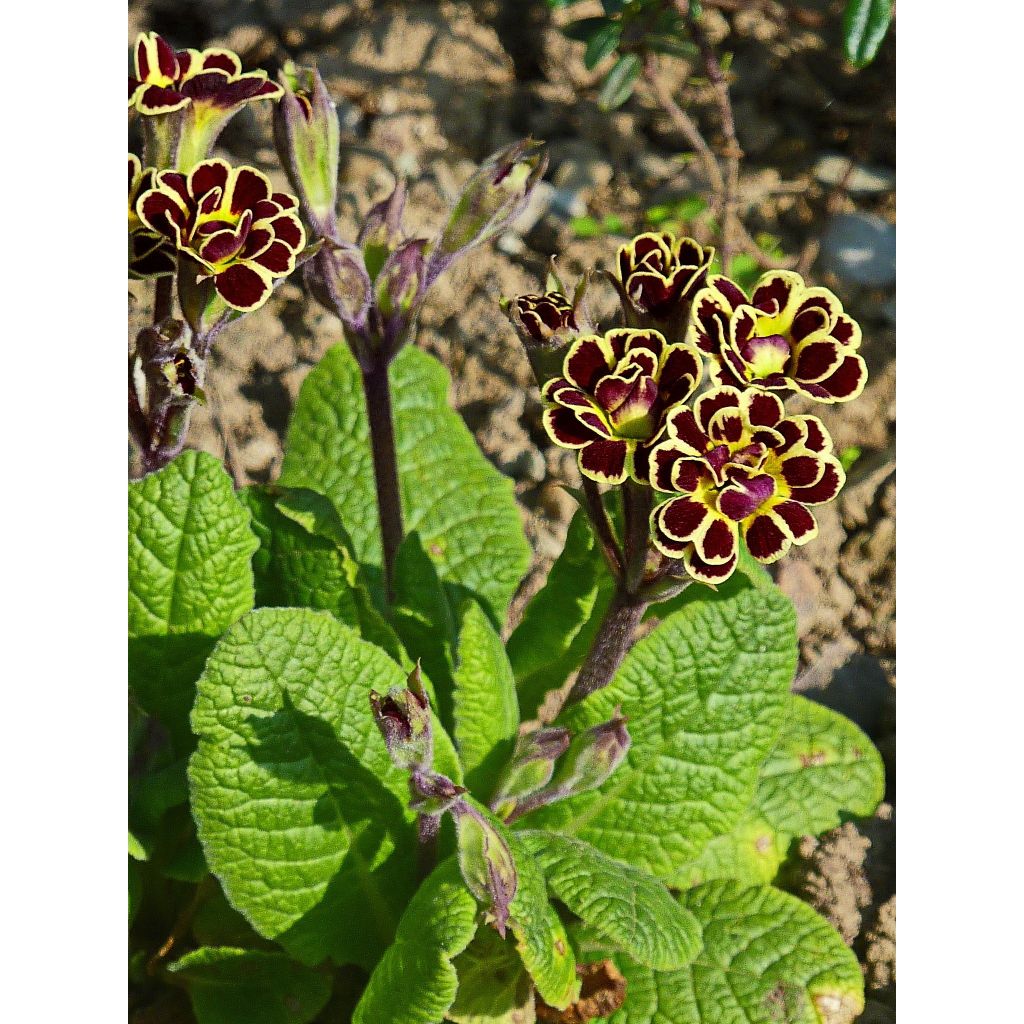 Primavera Elizabeth Killelay