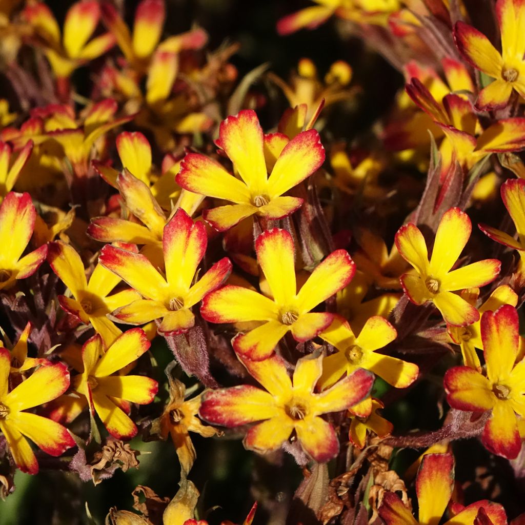 Primula polyanthus Oak Leaf Yellow Picotee