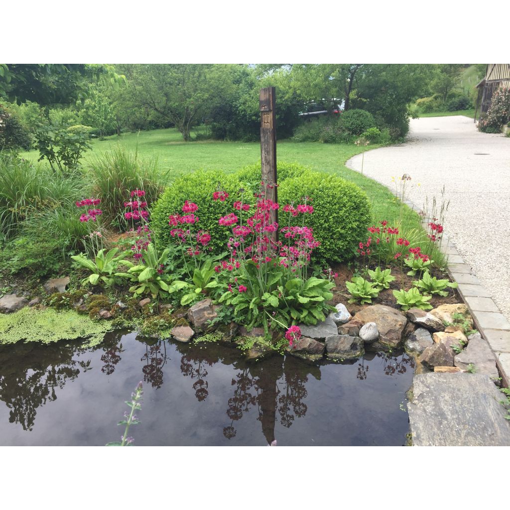 Prímula japonica - Prímula-do-Japão